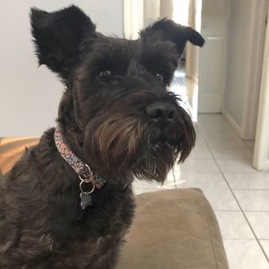 Meet your Posher, Allison